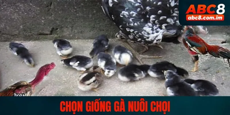 Cách nuôi gà đá phần chọn giống rất quan trọng