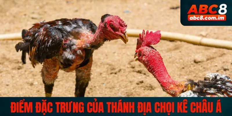 đá gà trực tiếp thomo 24/7